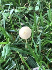 Bolbitius