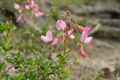 Ononis fruticosa