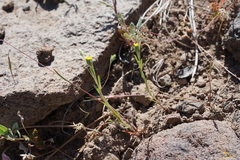 Rigiopappus leptocladus