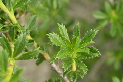 Ononis fruticosa