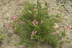 Ononis fruticosa