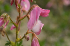 Ononis fruticosa