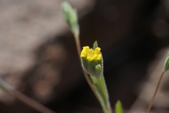 Rigiopappus leptocladus