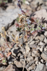 Lomatium stebbinsii