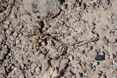 Lomatium stebbinsii