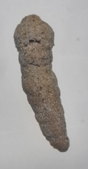 Liebusella intermedia