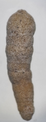 Liebusella intermedia