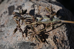 Lomatium stebbinsii