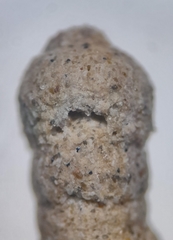 Liebusella intermedia