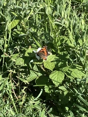 Aglais urticae