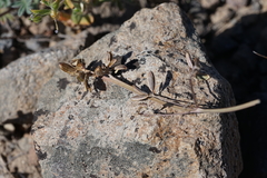 Lomatium stebbinsii