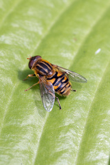 Parhelophilus frutetorum