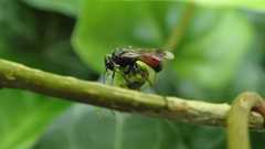 Caliadurgus fasciatellus