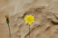 Hypochaeris achyrophorus
