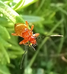 Rhagonycha fulva