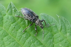 Phyllobius pyri