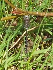 Rhionaeschna californica