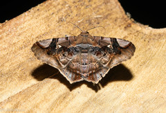 Euclystis guerini