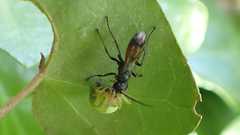 Caliadurgus fasciatellus