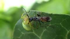Caliadurgus fasciatellus