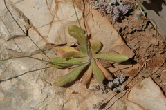 Hypochaeris achyrophorus