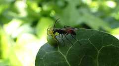 Caliadurgus fasciatellus