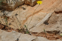 Hypochaeris achyrophorus