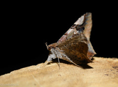 Euclystis guerini