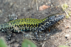 Podarcis muralis