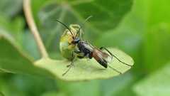 Caliadurgus fasciatellus