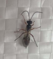 Hymenoptera