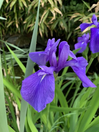Iris laevigata Fisch.