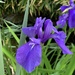 Smooth-leaved Iris - Photo (c) cjvdijk, some rights reserved (CC BY-NC)