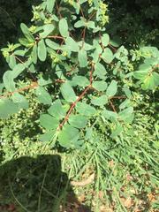 Euphorbia