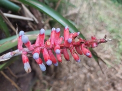 Aechmea gamosepala