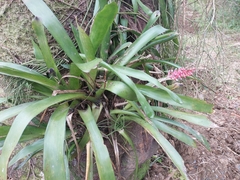 Aechmea gamosepala