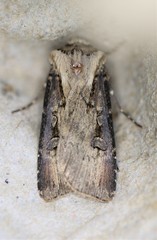 Agrotis volubilis