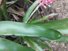 Aechmea gamosepala