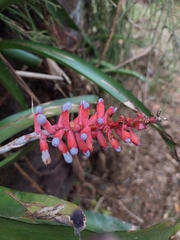 Aechmea gamosepala