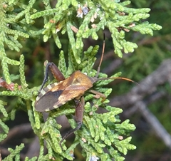 Mozena obtusa