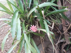 Aechmea gamosepala