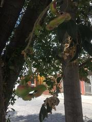 Magnoliopsida