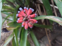 Aechmea gamosepala