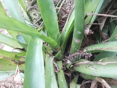 Aechmea gamosepala