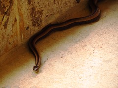 Coniophanes imperialis