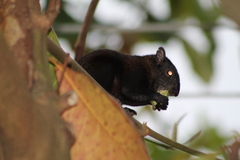Sciurus aureogaster