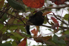 Sciurus aureogaster