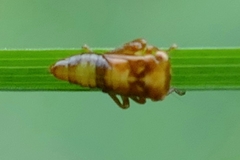 Rhytidodus decimusquartus