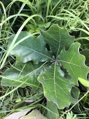 Parthenium integrifolium
