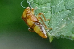 Rhytidodus decimusquartus